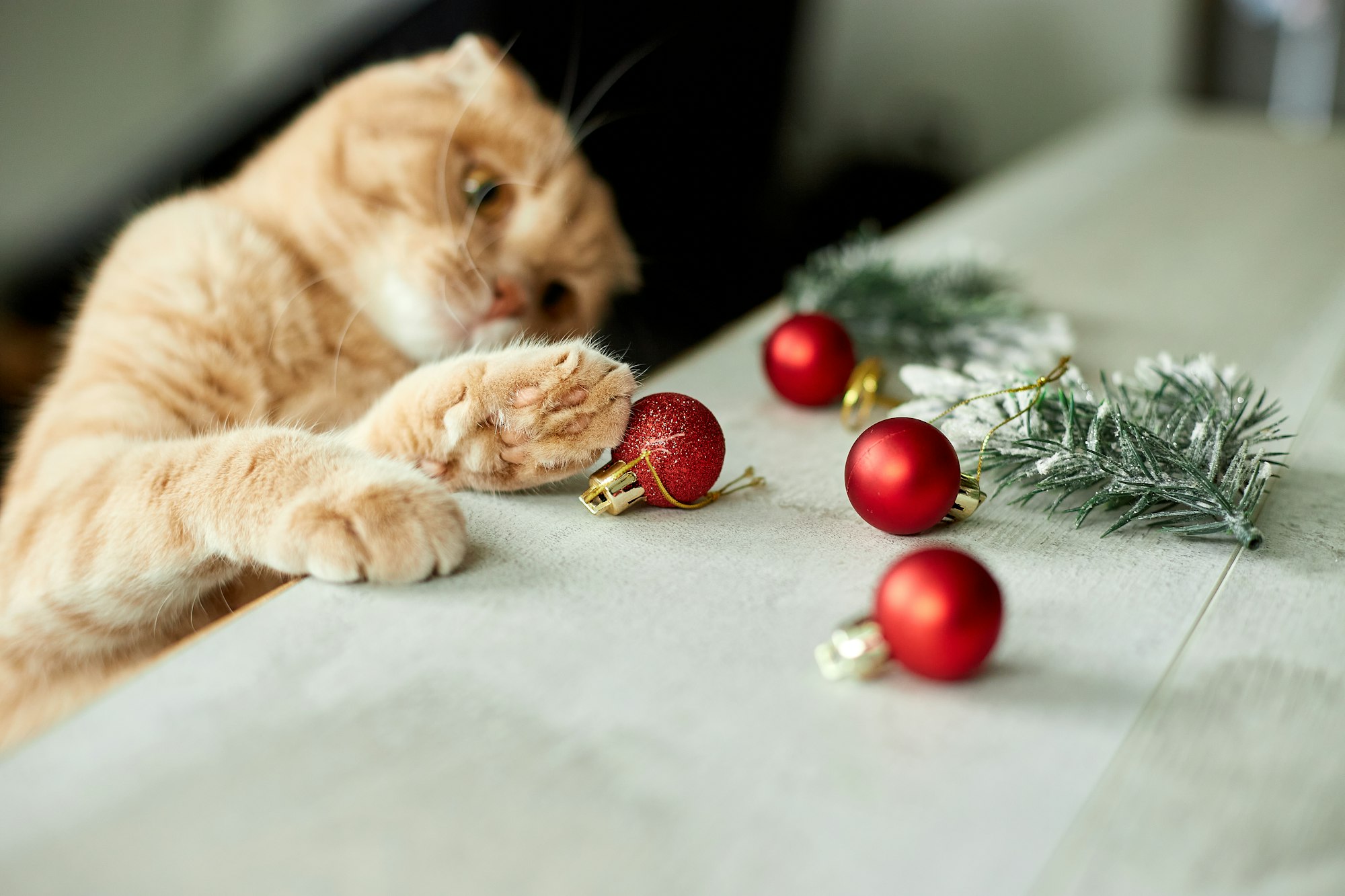 A cute adorable british Cat playing with christmas balls at home
